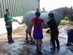 Learning to care for ponies and horses